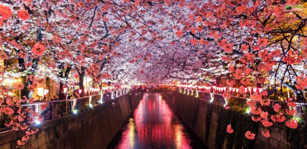 Best time to witness the cherry blossoms