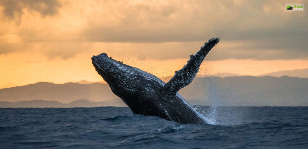 The best time for whale watching