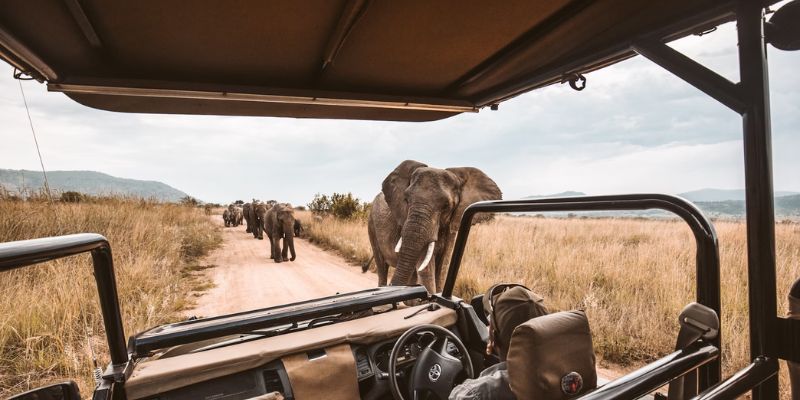 Exclusive Safari Experiences