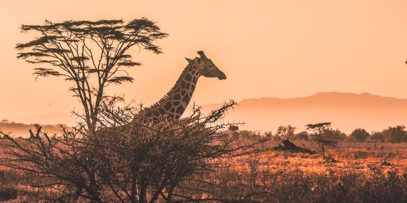 Extraordinary Safari Experiences