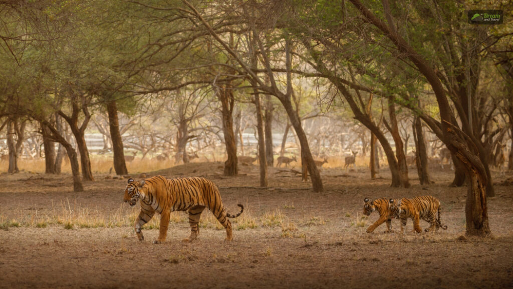 Sunderbans