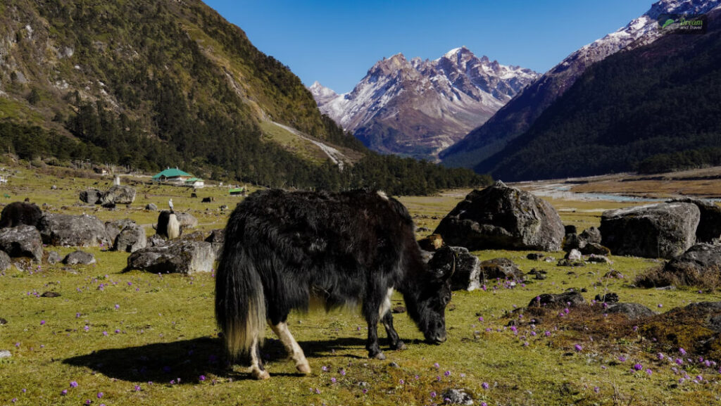 Yumthang Valley