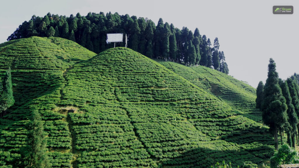 Tea Gardens