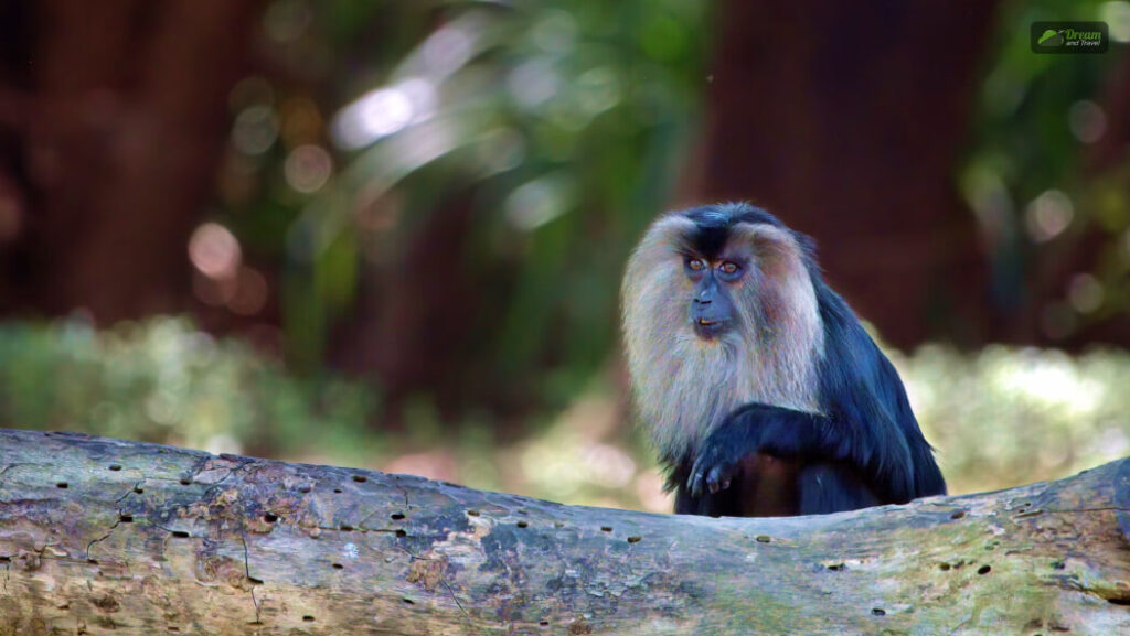 Nehru Zoological Park