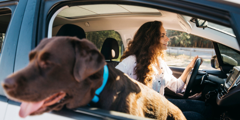 Preventing and Treating Travel Anxiety in Your Pet