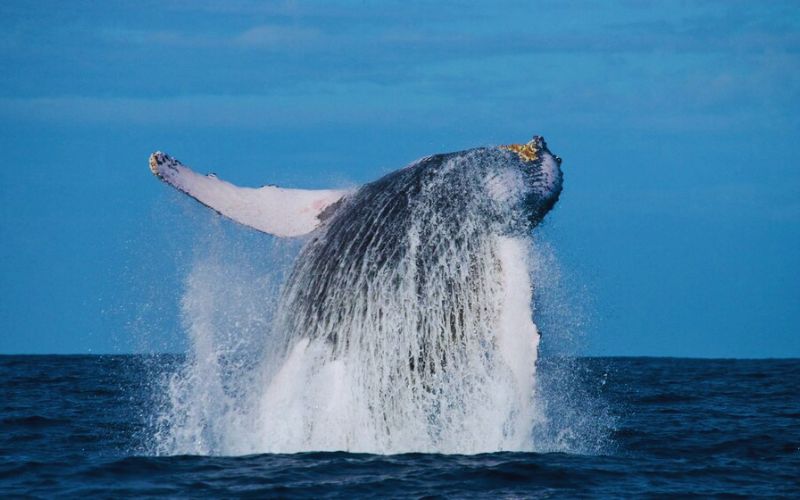 an Whale Watching overview