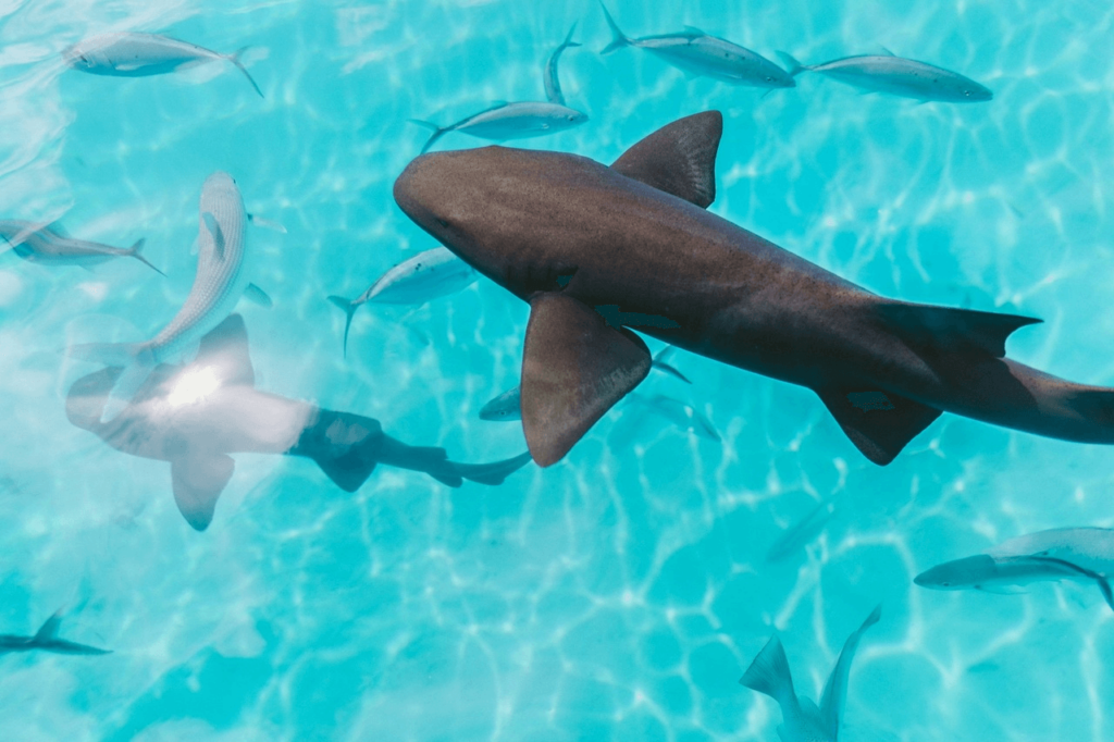 many sharks on a body of water in Palma Aquarium (1)