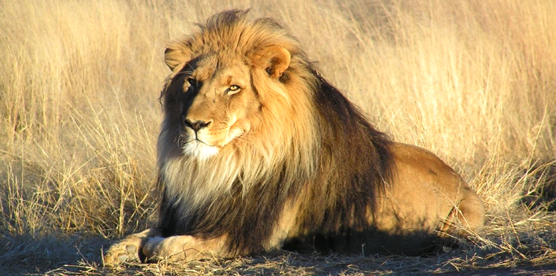 Asiatic Lions