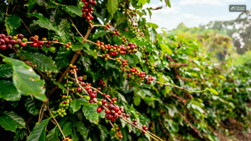 Visit A Coffee Plantation