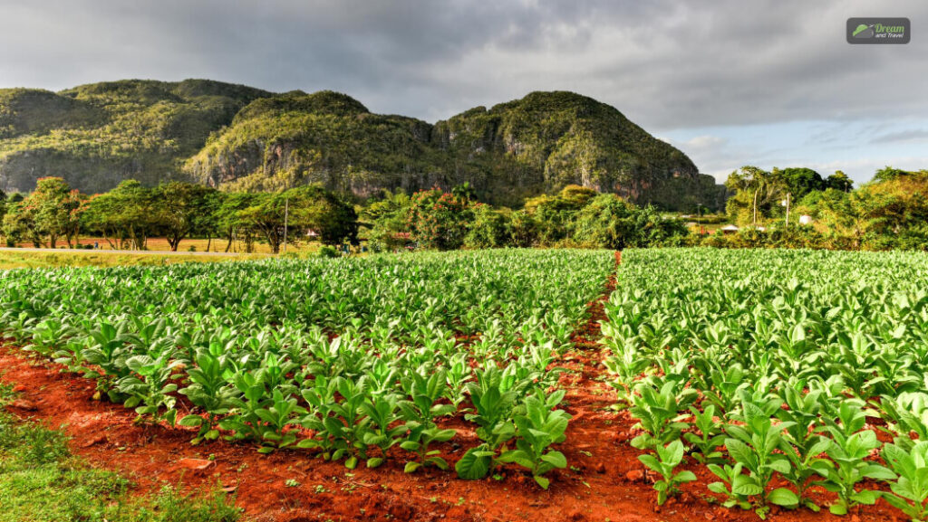 Visit a Tobacco Plantation