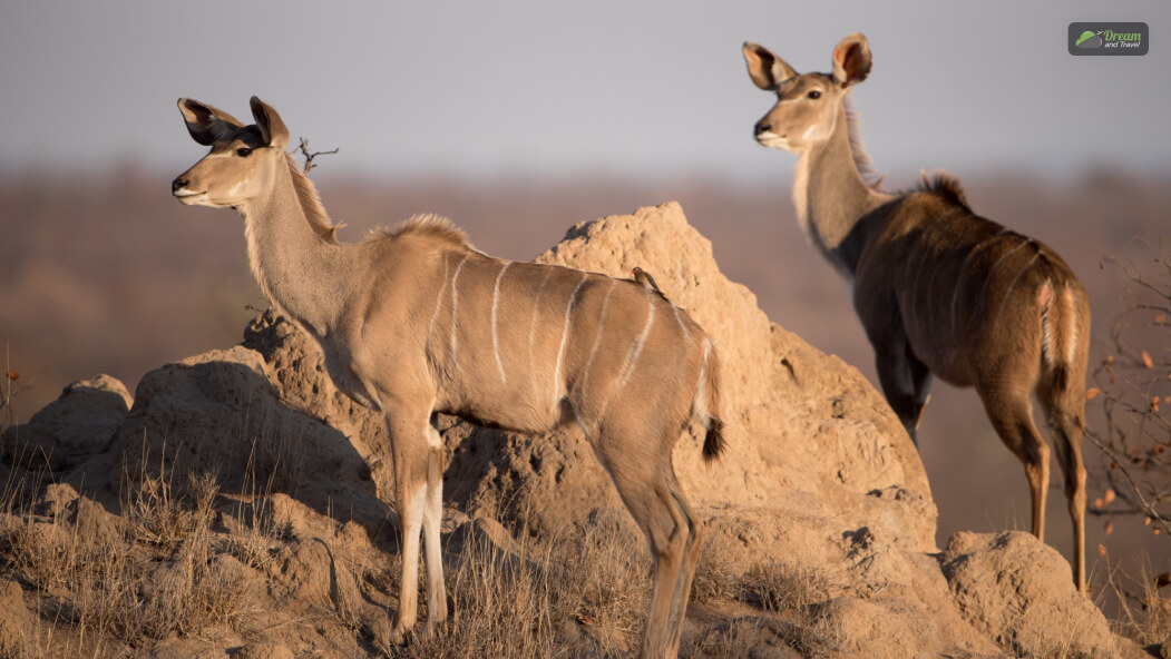 Desert Wildlife Safaris