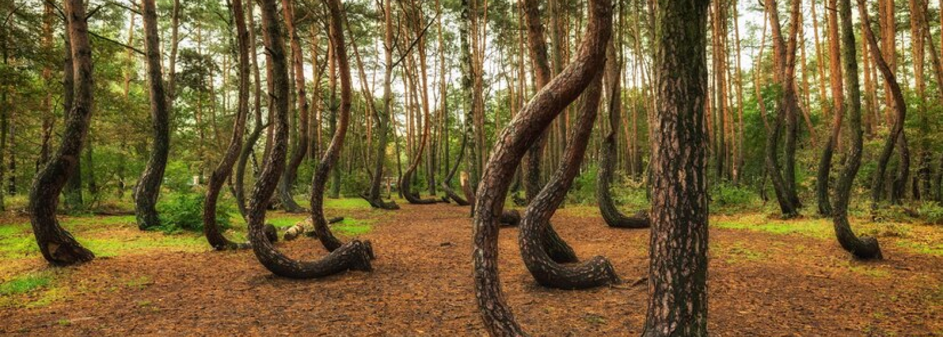 Crooked Forest