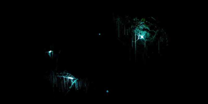 Exploration Of The Waitomo Glowworm Cave