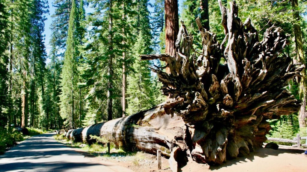 Mariposa Grove