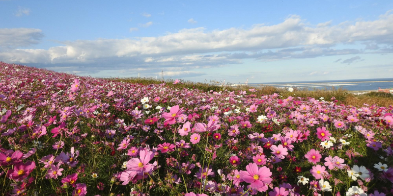 Hitachi Seaside Park