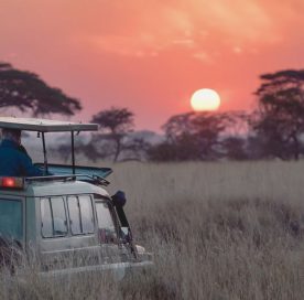 Best Country In Africa To Go On Safari