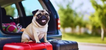 Keeping Your Dog Safe While Traveling
