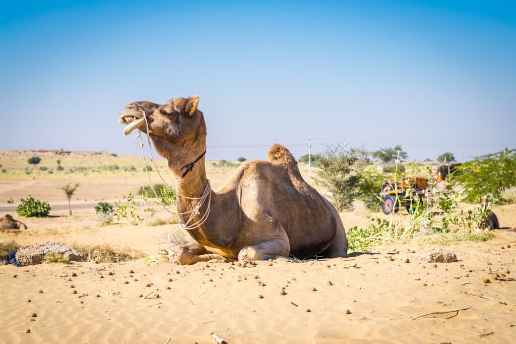 The Jaisalmer Desert Festival Is a Glorious Event