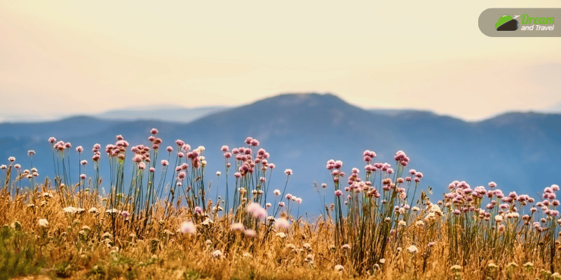 How Much Is The Valley Of Flowers Trek Package