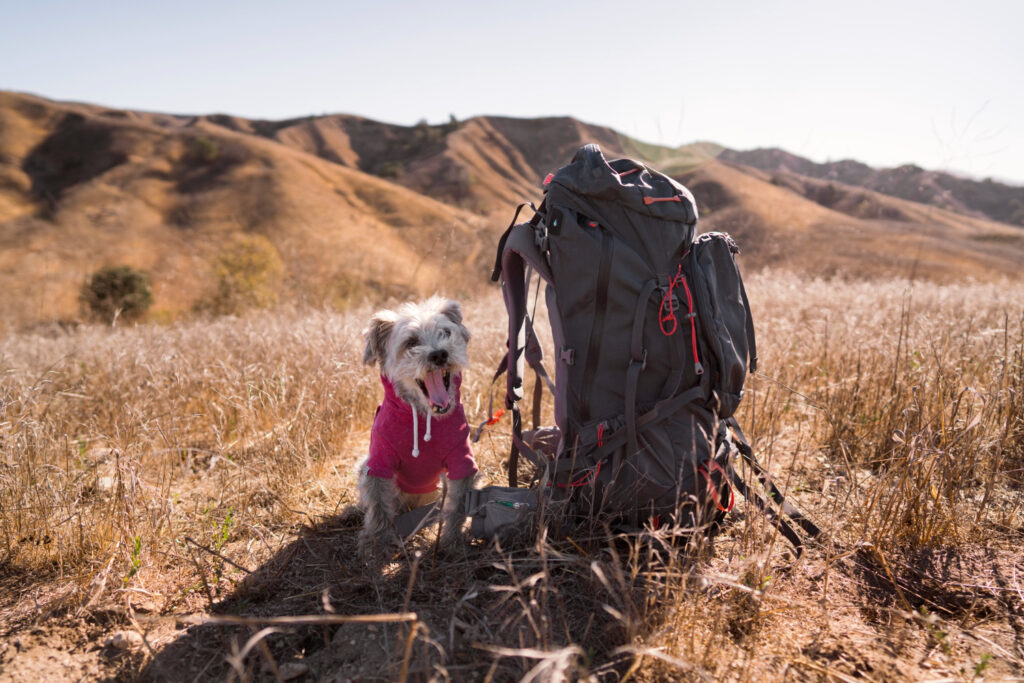 Planning For a Hiking Trip With Your Dog