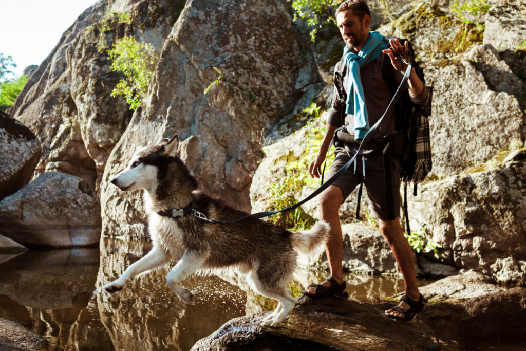 Top Dog-Friendly Hiking Trails in the US