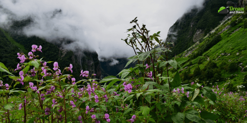 What Is The Valley Of Flowers Trek Best Time