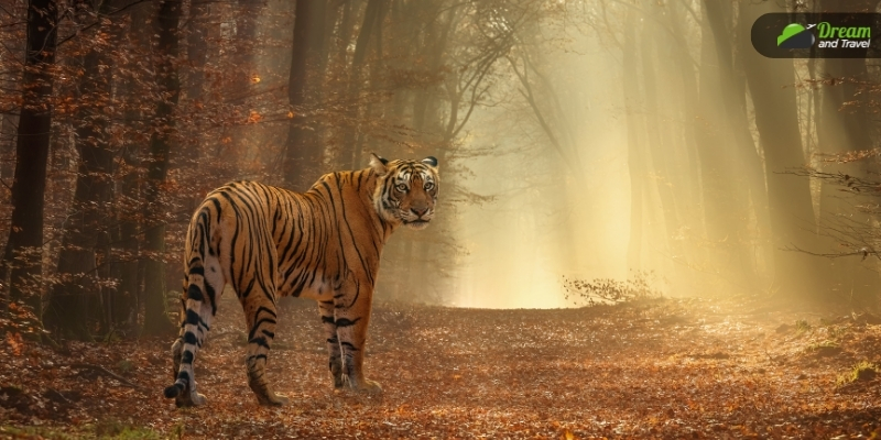 Bannerghatta National Park