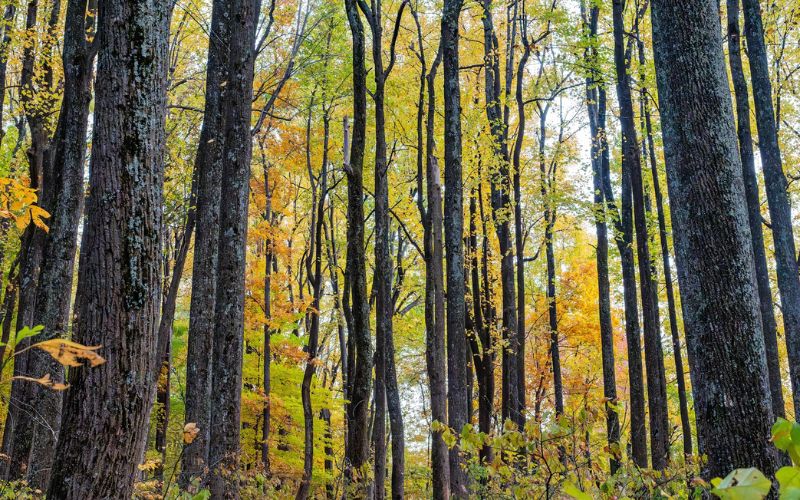 Shenandoah National Park