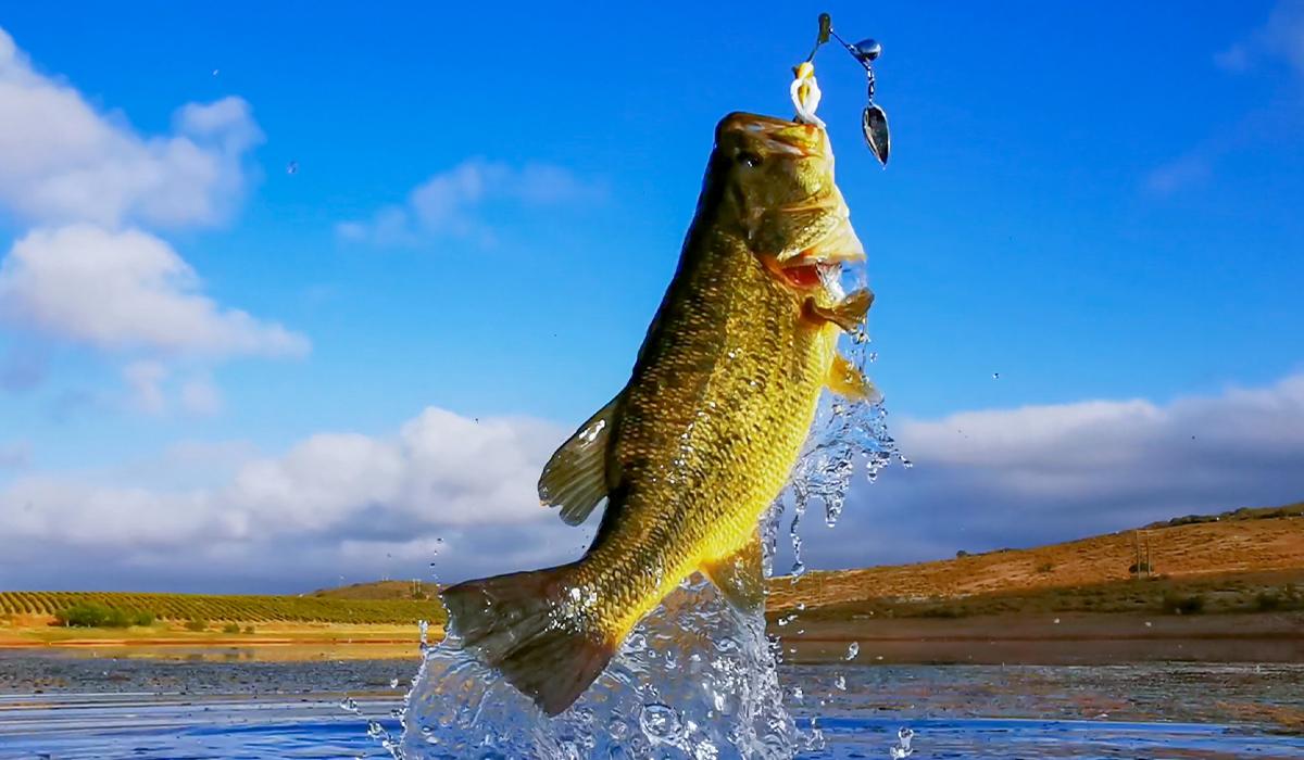 Best Seasons for Bass Fishing
