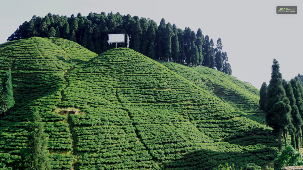 Day 2_ Tea Plantations and Local Culture