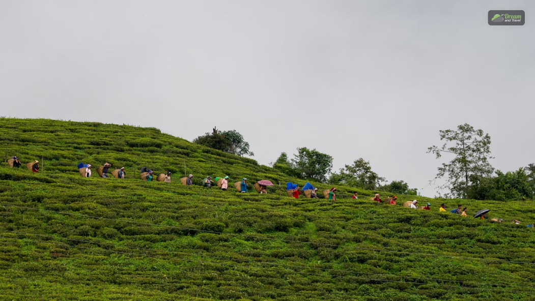 Temi Tea Garden