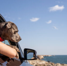 Travelling with Your Dog