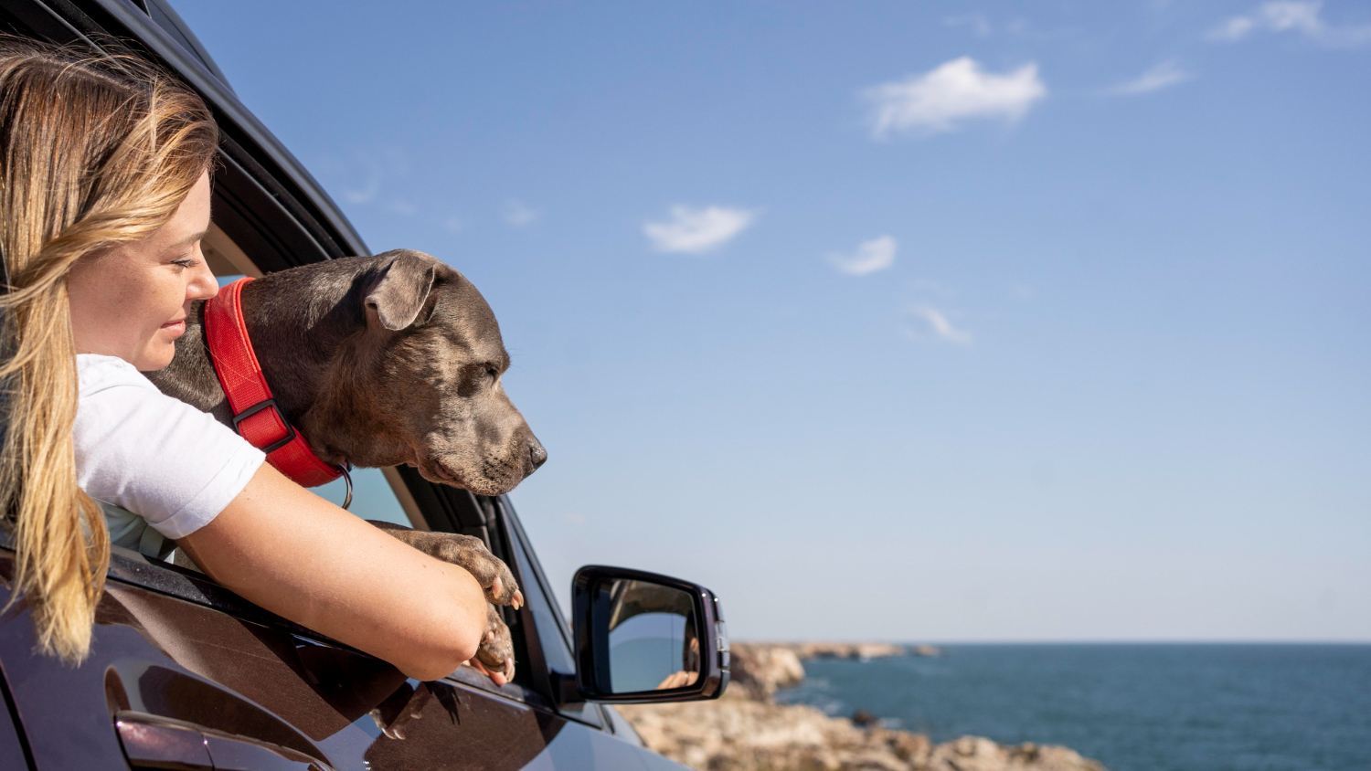 Travelling with Your Dog