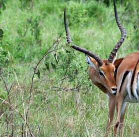 Local Cultures on an African Safari