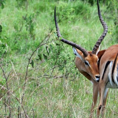 Local Cultures on an African Safari