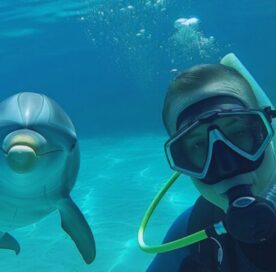 Swim with Dolphins in Cancun