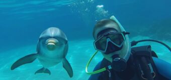 Swim with Dolphins in Cancun