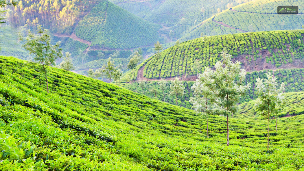 Take A Tour Of The Tea Gardens