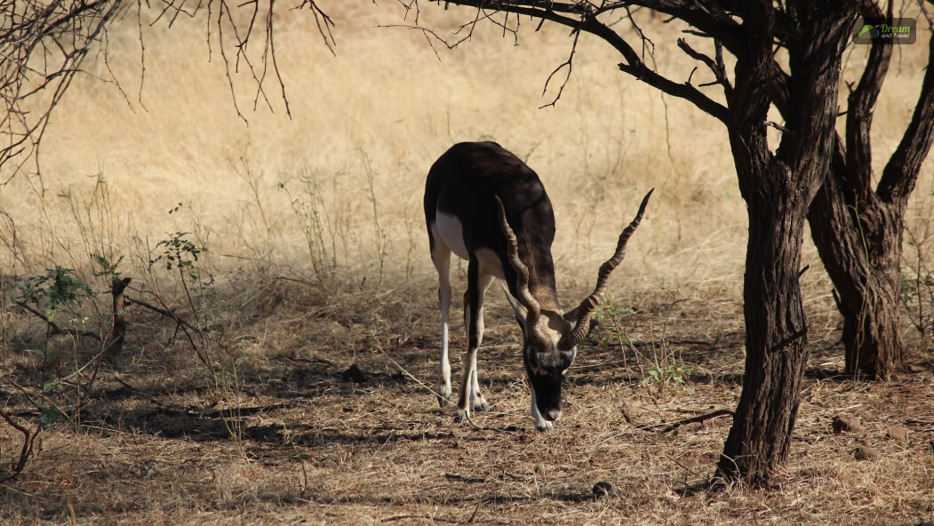 Adventure and Wildlife Experiences Around Vadodara