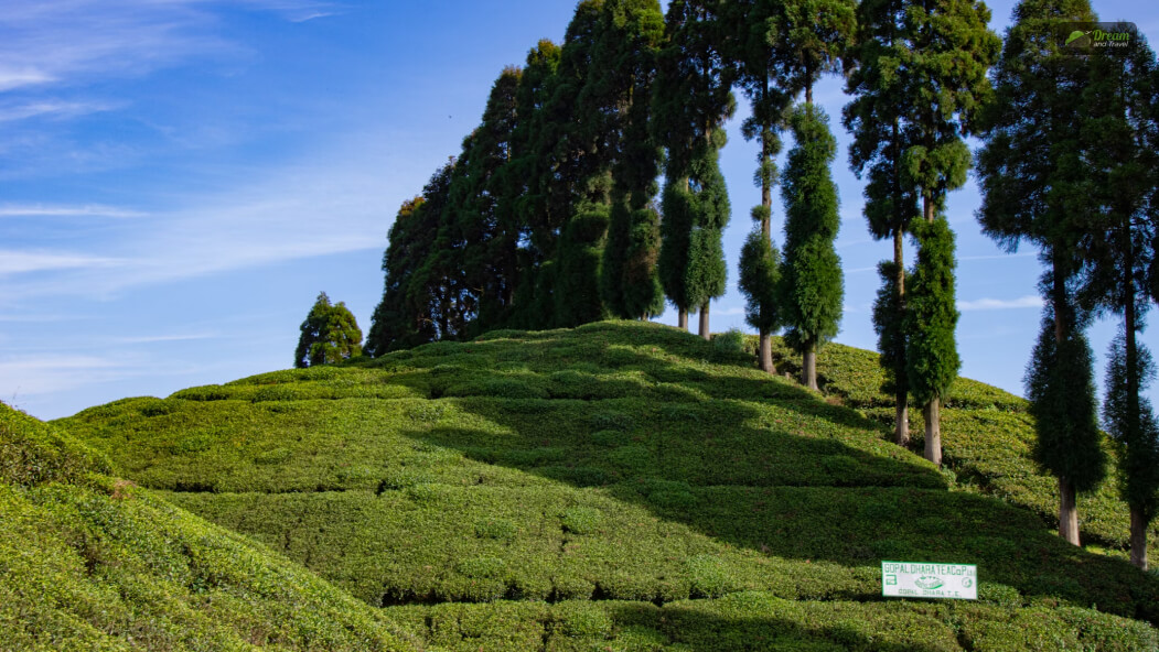 Darjeeling Landscape and Scenic Views