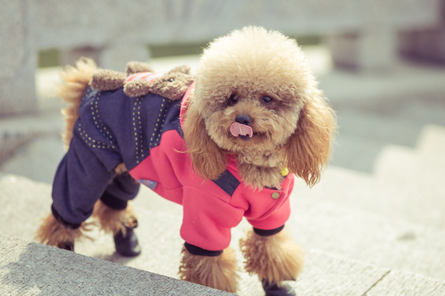 Dog Coat Types