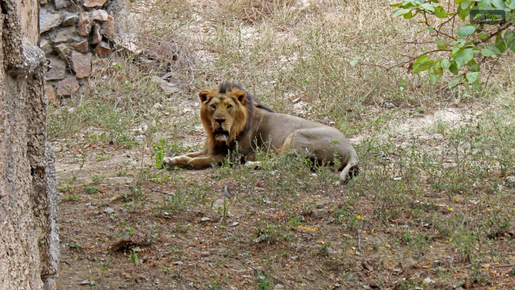 Gir National Park