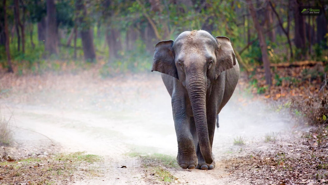 Jim Corbett National Park, Uttarakhand