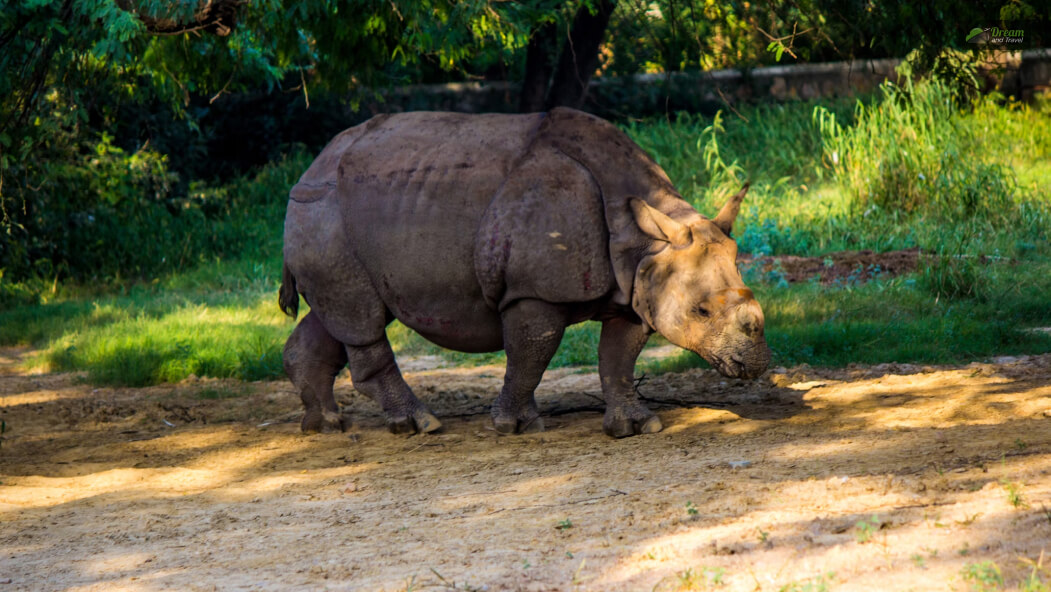 Kaziranga National Park, Assam