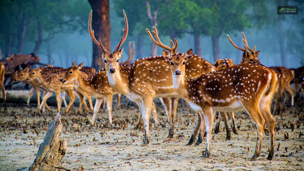 Sundarbans, West Bengal