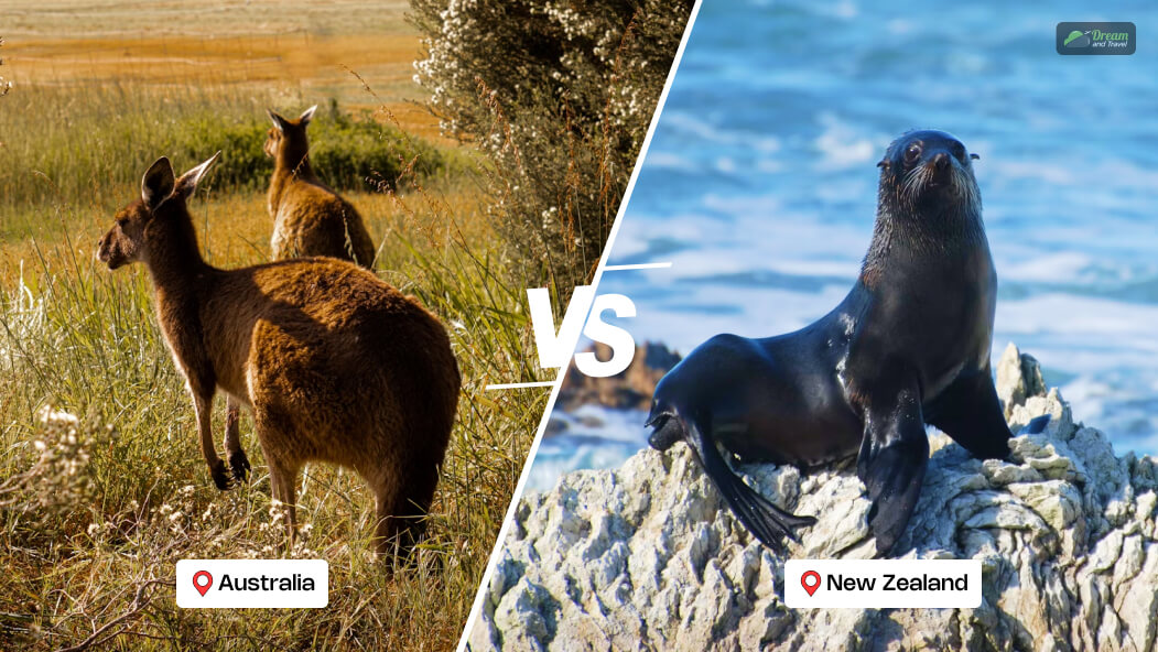 Australia Vs New Zealand Wildlife