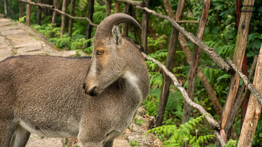 Eravikulam National Park