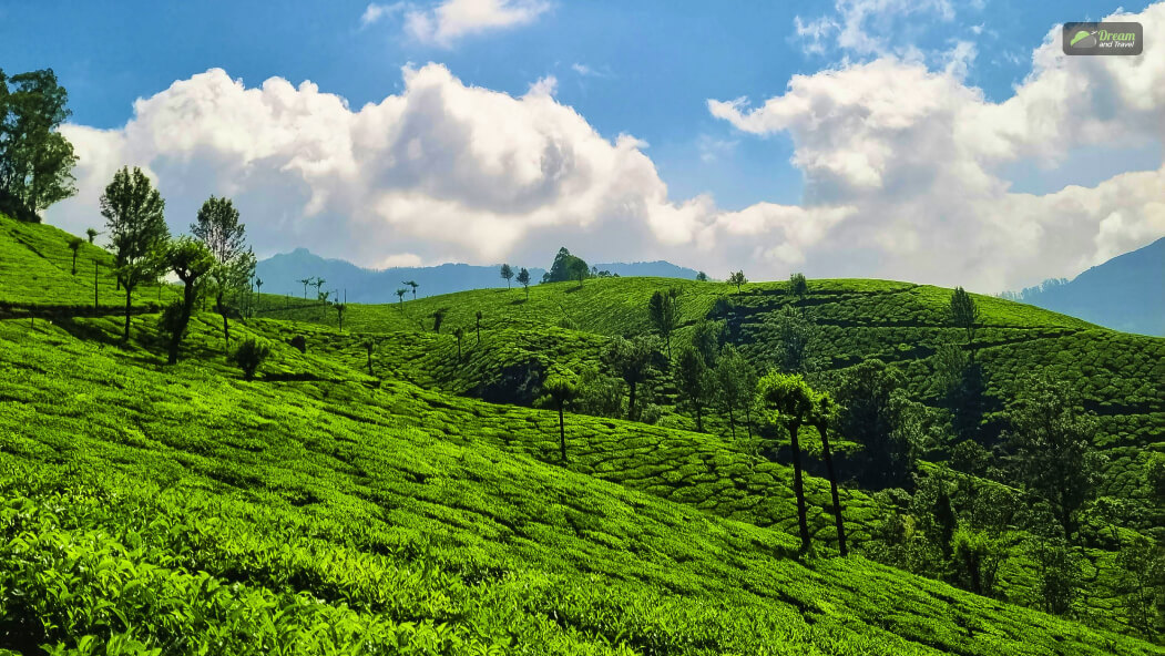 Munnar Tea Plantation