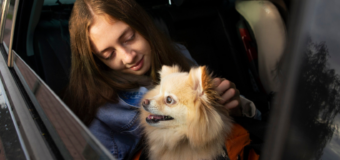 Travel Anxiety in Dogs