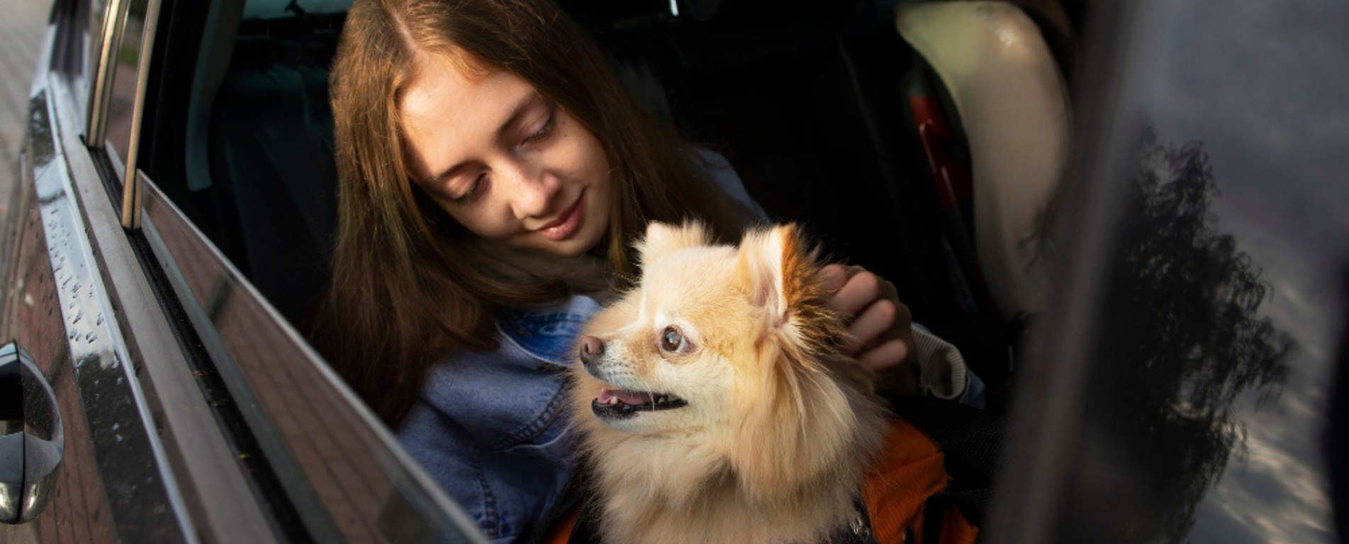 Travel Anxiety in Dogs